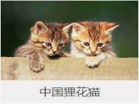 泰安市泰山区酷炫车毂修复中心